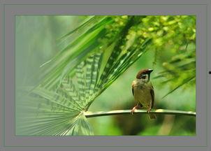 在线观看麻雀,揭秘网络影视的崛起与魅力 第3张 在线观看麻雀,揭秘网络影视的崛起与魅力 第3张